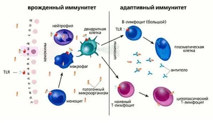 Специфічні фактори захисту організму (специфічні) Специфічні фактори захисту організму