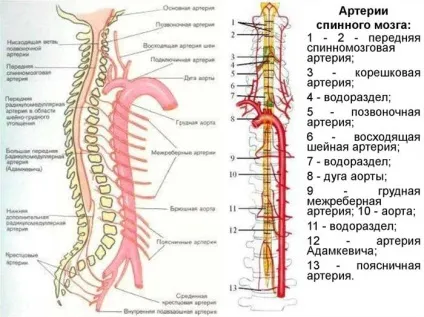 Спинальний інсульт симптоми, тривалість лікування і наслідки (профілактика хвороби кровоносної системи і лікування судин людини) Спинальний інсульт симптоми, тривалість лікування і наслідки