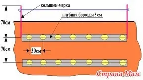 Способи посадки картоплі