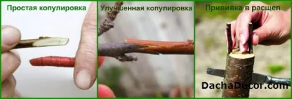 Способи щеплення плодових дерев, правила щеплення та рекомендації (дерев) Способи щеплення плодових дерев, правила щеплення та рекомендації