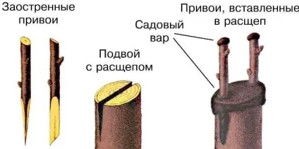 Способи щеплення плодових дерев, правила щеплення та рекомендації (способи щеплення) Способи щеплення плодових дерев, правила щеплення та рекомендації