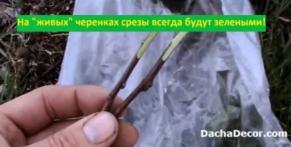 Способи щеплення плодових дерев, правила щеплення та рекомендації (плодових) Способи щеплення плодових дерев, правила щеплення та рекомендації