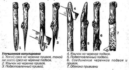 Способи щеплення плодових дерев, правила щеплення та рекомендації (плодових) Способи щеплення плодових дерев, правила щеплення та рекомендації