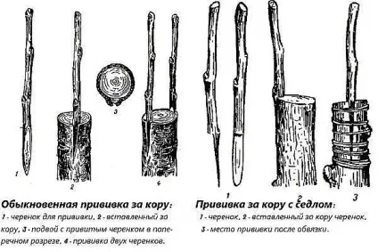Способи щеплення плодових дерев, правила щеплення та рекомендації (дерев) Способи щеплення плодових дерев, правила щеплення та рекомендації