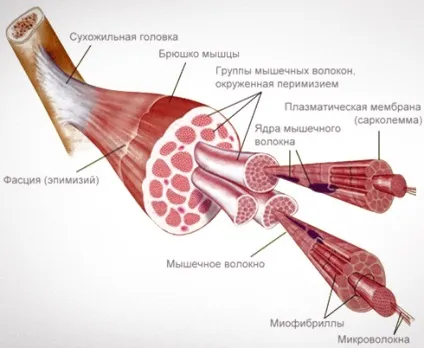 Спліт система в бодібілдингу
