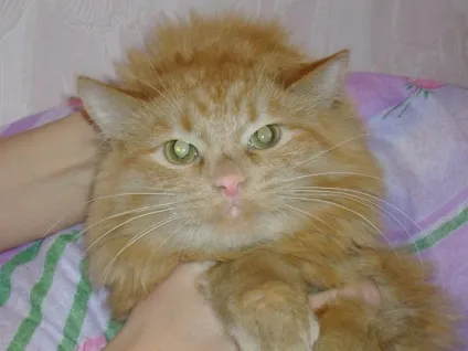 Старий кіт або новий ремонт