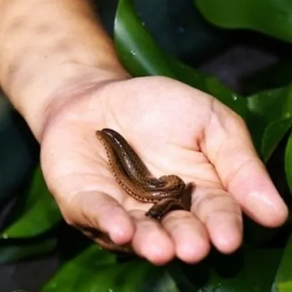 Ставлю п'явки з виїздом на будинок