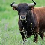 Чи варто жінці командувати чоловіком (чоловіком) Чи варто жінці командувати чоловіком