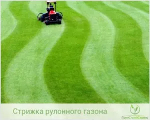 Стрижка рулонного газону нюанси і правила (газону) Стрижка рулонного газону нюанси і правила