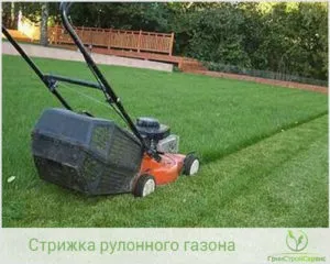 Стрижка рулонного газону нюанси і правила (стрижка) Стрижка рулонного газону нюанси і правила