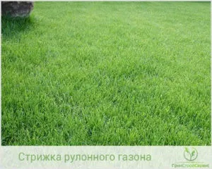 Стрижка рулонного газону нюанси і правила (стрижка) Стрижка рулонного газону нюанси і правила