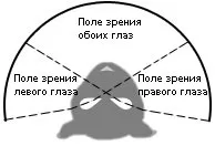 Будова очі кішки