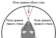 Будова очі кішки