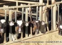 Будівництво узв для розведення лосося, компанія alecon (розведення) Будівництво узв для розведення лосося, компанія alecon