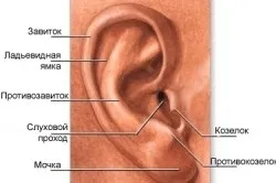 Будова вуха людини