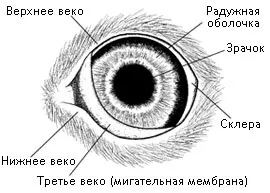 Будова очі кішки