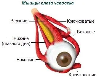 Будова очі людини схема, структура, анатомія (очі) Будова очі людини схема, структура, анатомія
