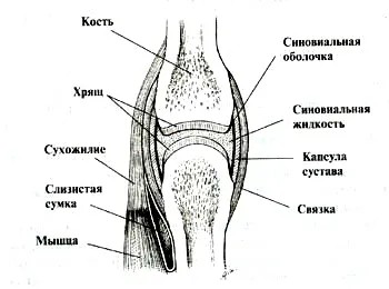 Будова суглоба 2