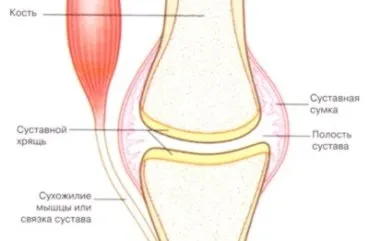 Будова суглобів людини їх класифікація та характеристика (характеристика) Будова суглобів людини їх класифікація та характеристика