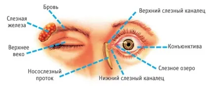 Будова очі людини схема, структура, анатомія (схема) Будова очі людини схема, структура, анатомія