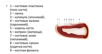 Будова нігтя малюнок з докладним описом складових частин нігтьової пластини - манікюр в (будова) Будова нігтя малюнок з докладним описом складових частин нігтьової пластини - манікюр в