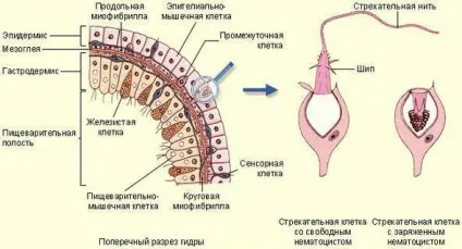 Будова гідри прісноводної
