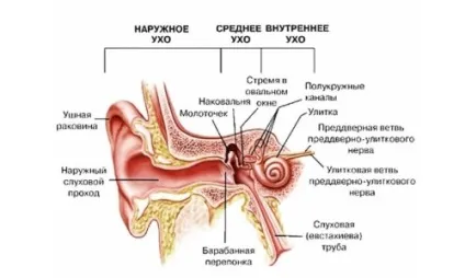 Будова вуха людини