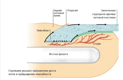 Будова нігтьових пластин