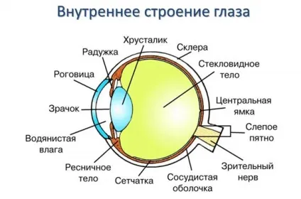 Будова очі людини схема, структура, анатомія (очі) Будова очі людини схема, структура, анатомія