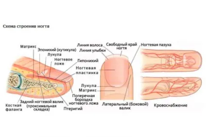 Будова нігтьової пластини