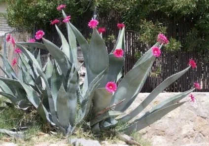 Суккулетное рослина агава догляд в домашніх умовах, з фото блакитної агави, американської (агава кімнатна рослина) Суккулетное рослина агава догляд в домашніх умовах, з фото блакитної агави, американської