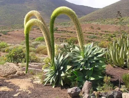 Суккулетное рослина агава догляд в домашніх умовах, з фото блакитної агави, американської (догляд) Суккулетное рослина агава догляд в домашніх умовах, з фото блакитної агави, американської