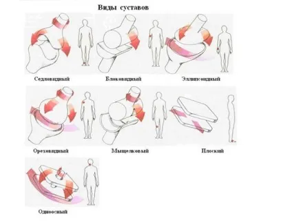 Будова суглобів людини їх класифікація та характеристика (характеристика) Будова суглобів людини їх класифікація та характеристика