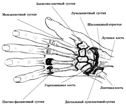 Будова суглобів людини їх класифікація та характеристика (суглобів) Будова суглобів людини їх класифікація та характеристика