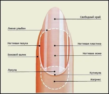 будова нігтя