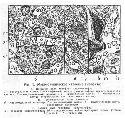 Будова і функції гіпофіза (гормону дитячому віці) Будова і функції гіпофіза