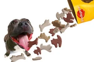 Сухий корм для собак педигри (pedigree) склад, гідності і ціна (pedigree) Сухий корм для собак педигри (pedigree) склад, гідності і ціна