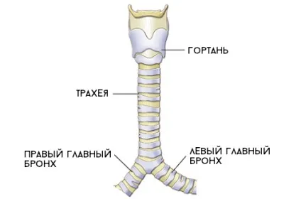 Сухий кашель у дитини вночі полегшення нападу і способи лікування (вночі) Сухий кашель у дитини вночі полегшення нападу і способи лікування