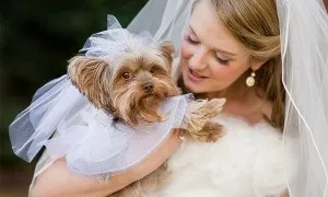 Весільні фото з тваринами, фото нареченого і нареченої з тваринами, оригінальні знімки молодят, (фото нареченого і нареченої з тваринами) Весільні фото з тваринами, фото нареченого і нареченої з тваринами, оригінальні знімки молодят,