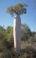 Пахиподіум - pachypodium опис і догляд на (батареями опалення Вологість) Пахиподіум - pachypodium опис і догляд на