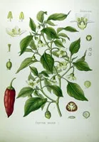 Перець декоративний, перець овочевий - capsicum опис і догляд на (грунт) Перець декоративний, перець овочевий - capsicum опис і догляд на