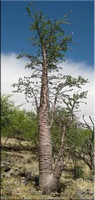 Пахиподіум (pachypodium)