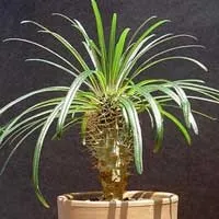 Пахиподіум - pachypodium опис і догляд на (догляд) Пахиподіум - pachypodium опис і догляд на