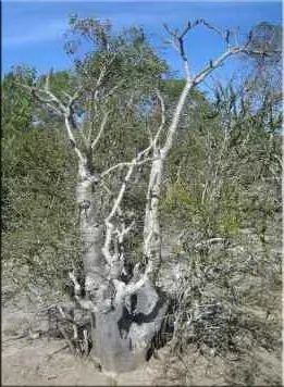Пахиподіум (pachypodium)