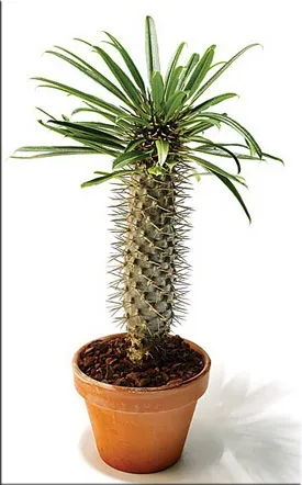 Пахиподіум (pachypodium)