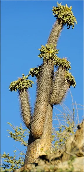 Пахиподіум (pachypodium)
