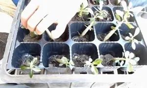 Пересадка адениума в домашніх умовах (пересадка) Пересадка адениума в домашніх умовах
