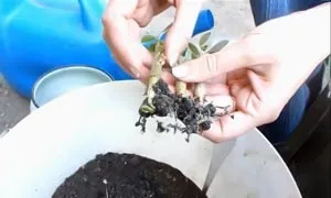 Пересадка адениума в домашніх умовах (адениума пересадка) Пересадка адениума в домашніх умовах