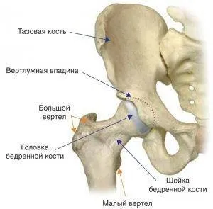 Перелом тазостегнового суглоба особливості, види, лікування (суглоба) Перелом тазостегнового суглоба особливості, види, лікування