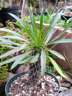 Пахиподіум - pachypodium опис і догляд на (перевалка) Пахиподіум - pachypodium опис і догляд на